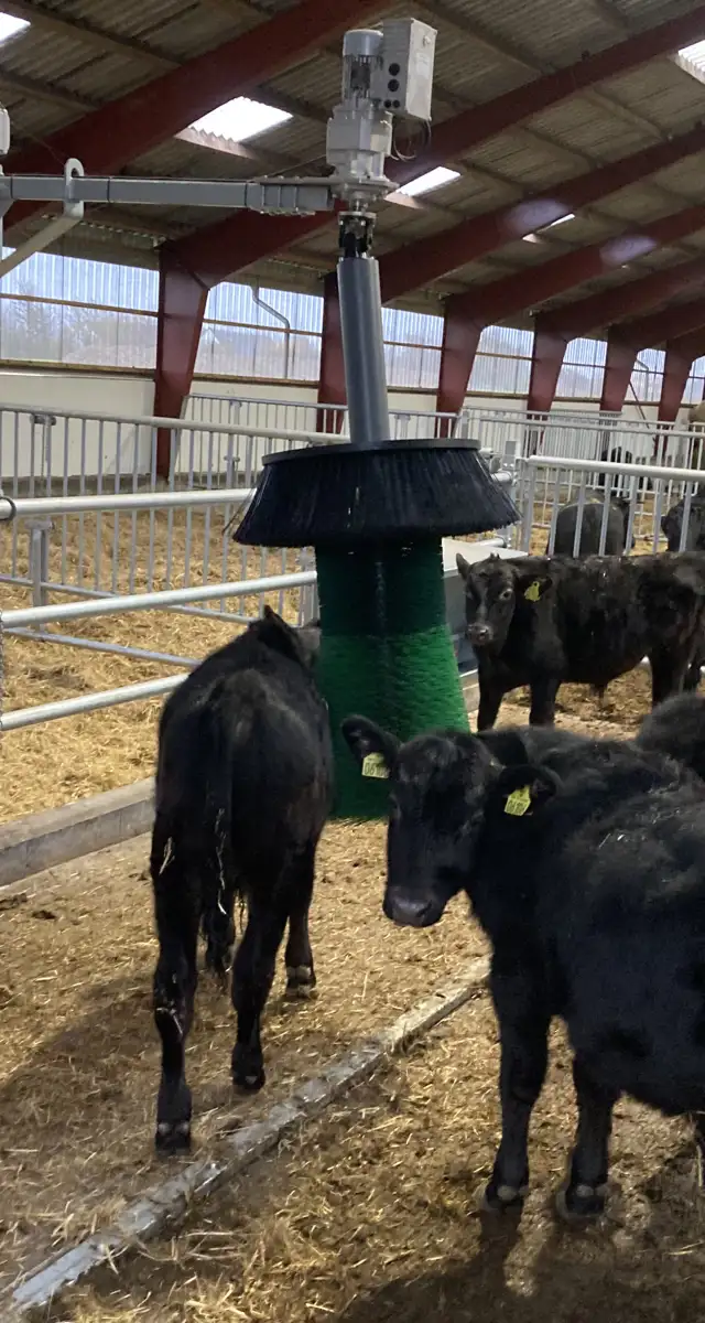 Renoveret stald til amme køer i Korsør