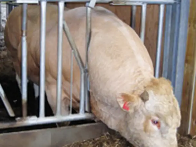 Fanggitter til kødkvæg