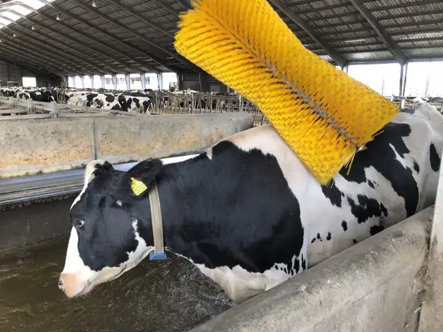 Karoline tophængt kobørste