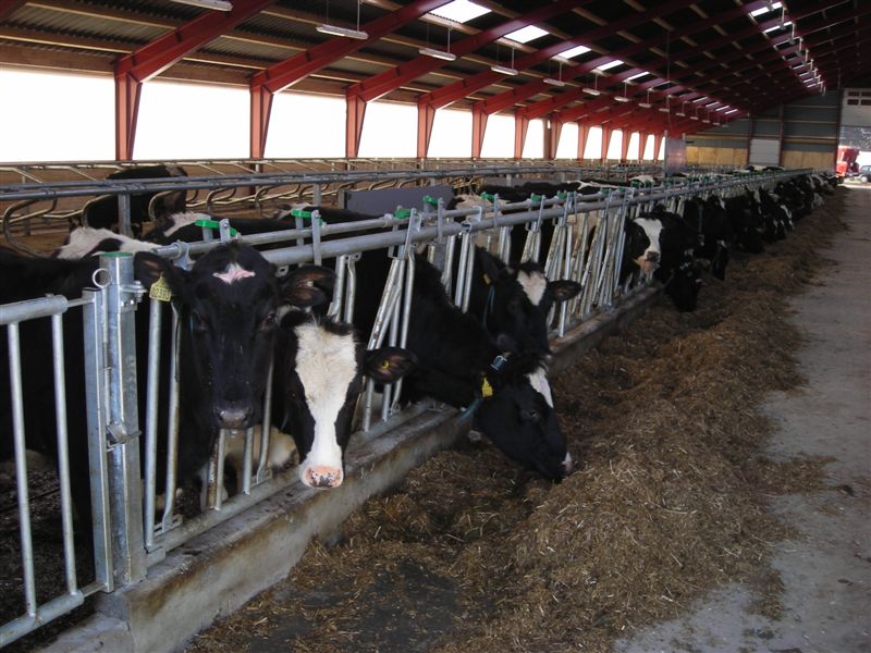 Ny stald? Vi er klar på sparring