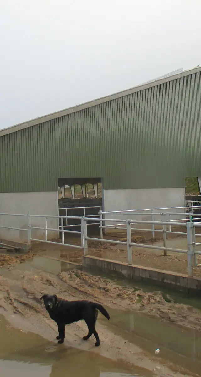 Ny kostald hos Tage Lausten i Løgumkloster