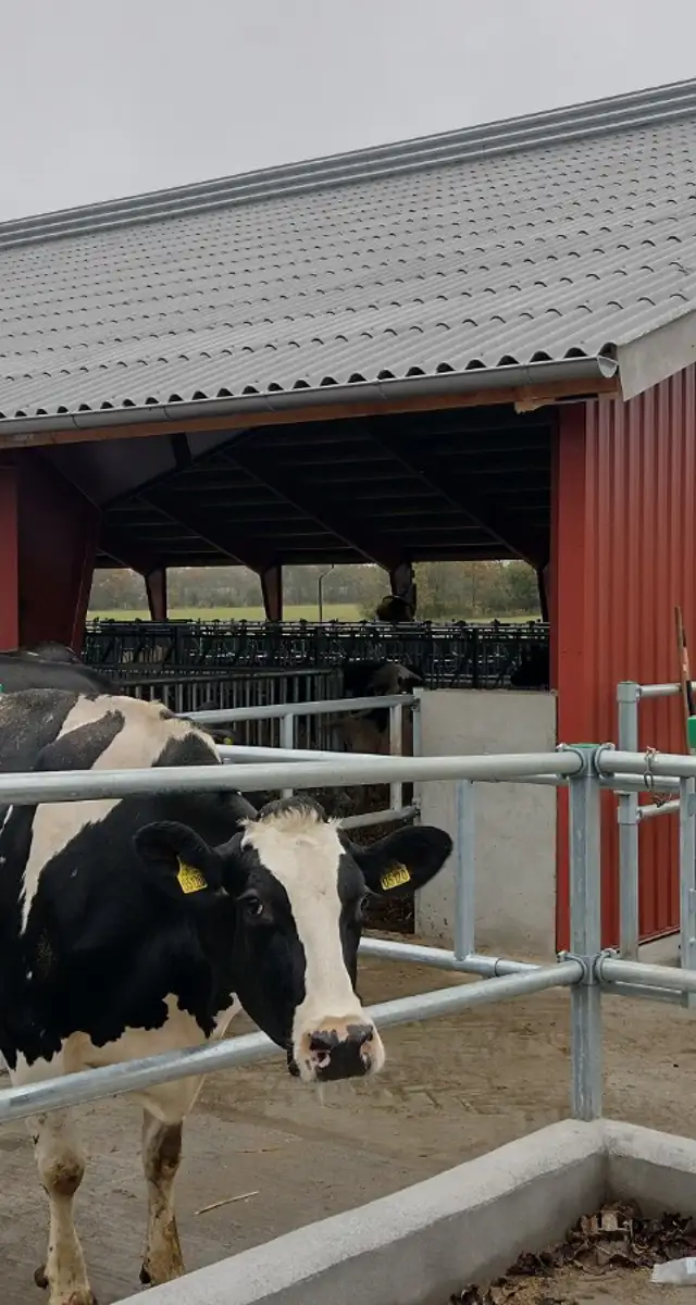 Ny velfærdsstald i Sunds